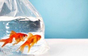 fish-in-bag-300px