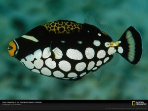 4.clown-triggerfish-600x450