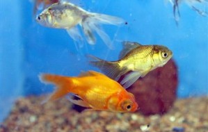 article-new_ehow_images_a04_d4_se_add-new-fish-fish-tank-800x800