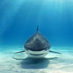 10 rechini incredibili